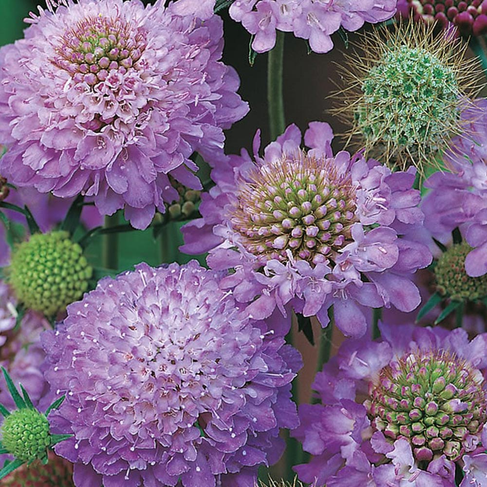 Wilko Scabious Blue Cushion Seeds Image 2
