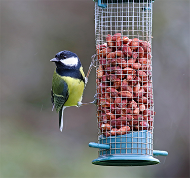 Bird Feeders