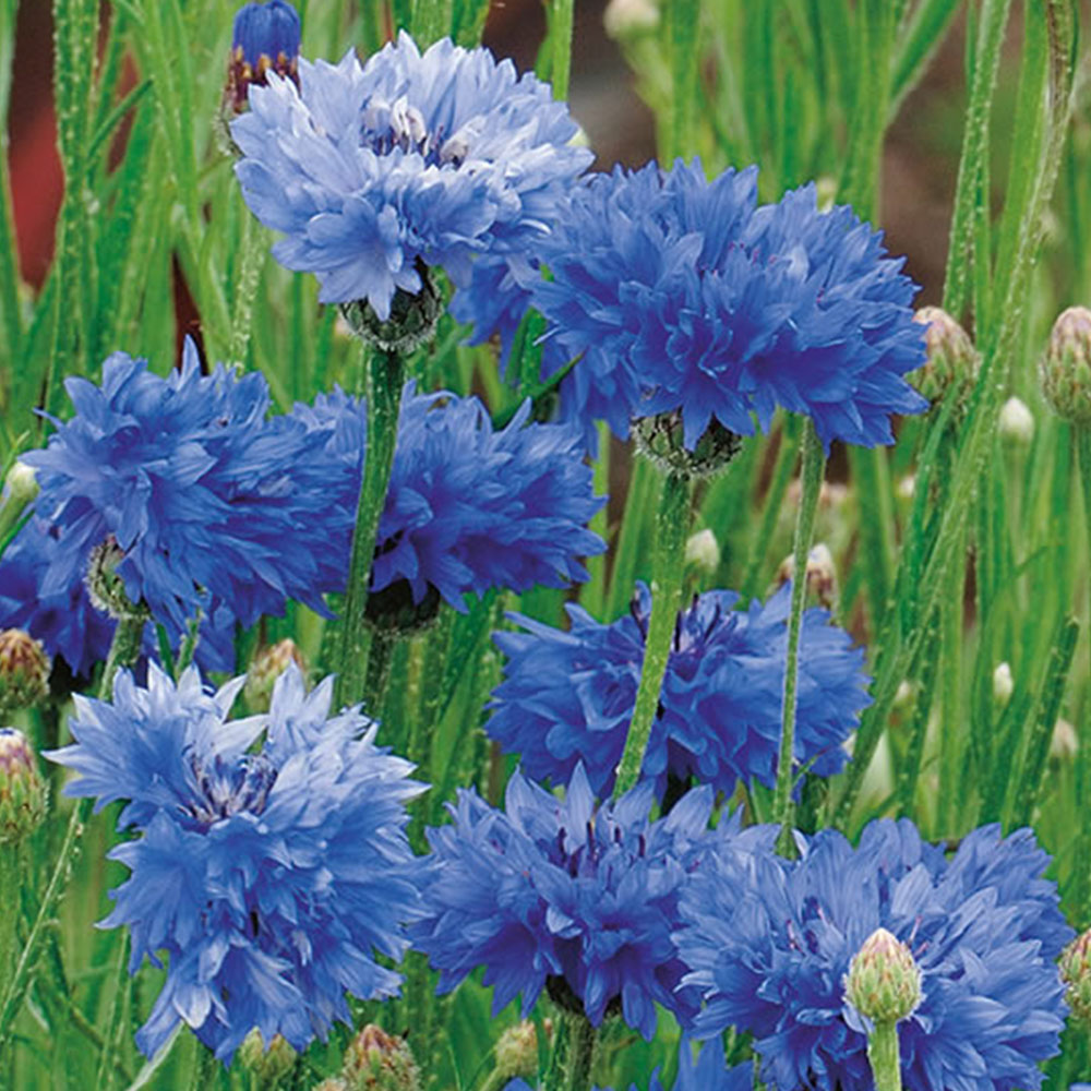 Wilko Cornflower Seeds Image 2