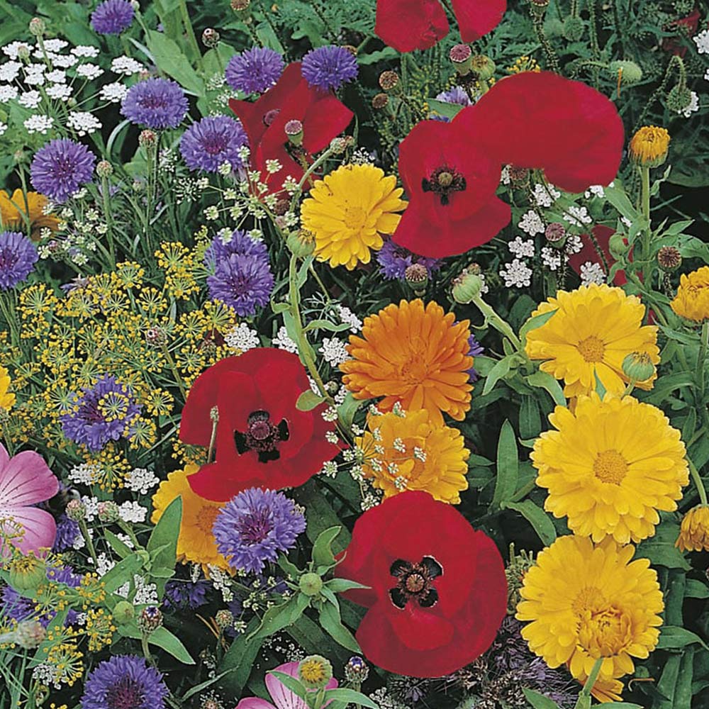 Johnsons Wildlife Friendly Annuals Mix Seeds Image 2