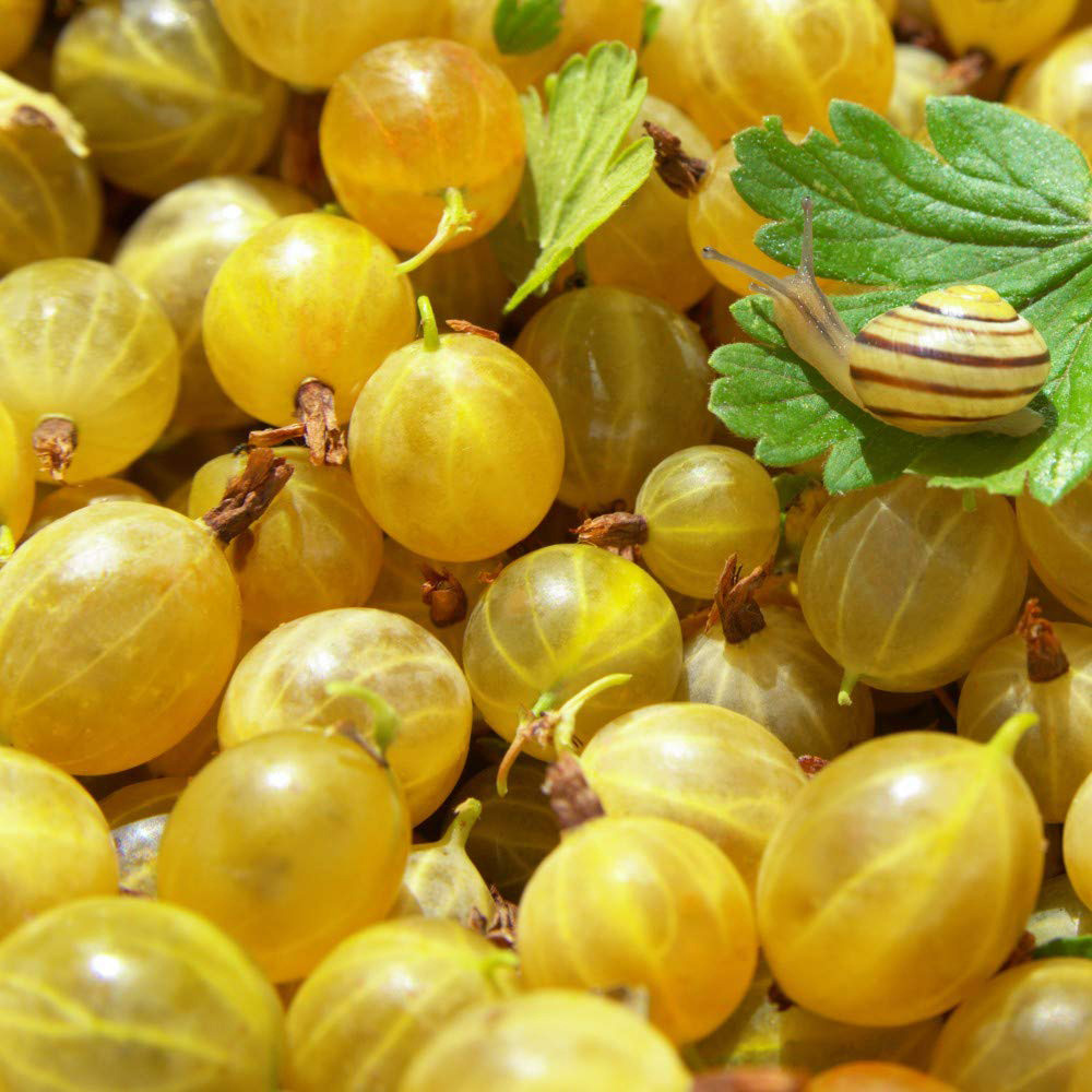 Thompson & Morgan Gooseberry Ribes Uva-Crispa Hinnonmaki Yellow Root Plant Image
