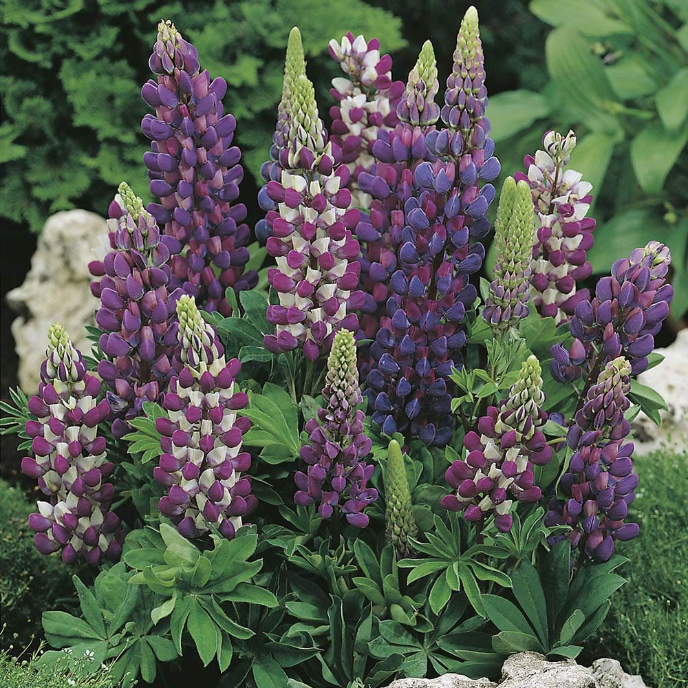 Johnsons Lupin Gallery Blue Shades Seeds Image 1