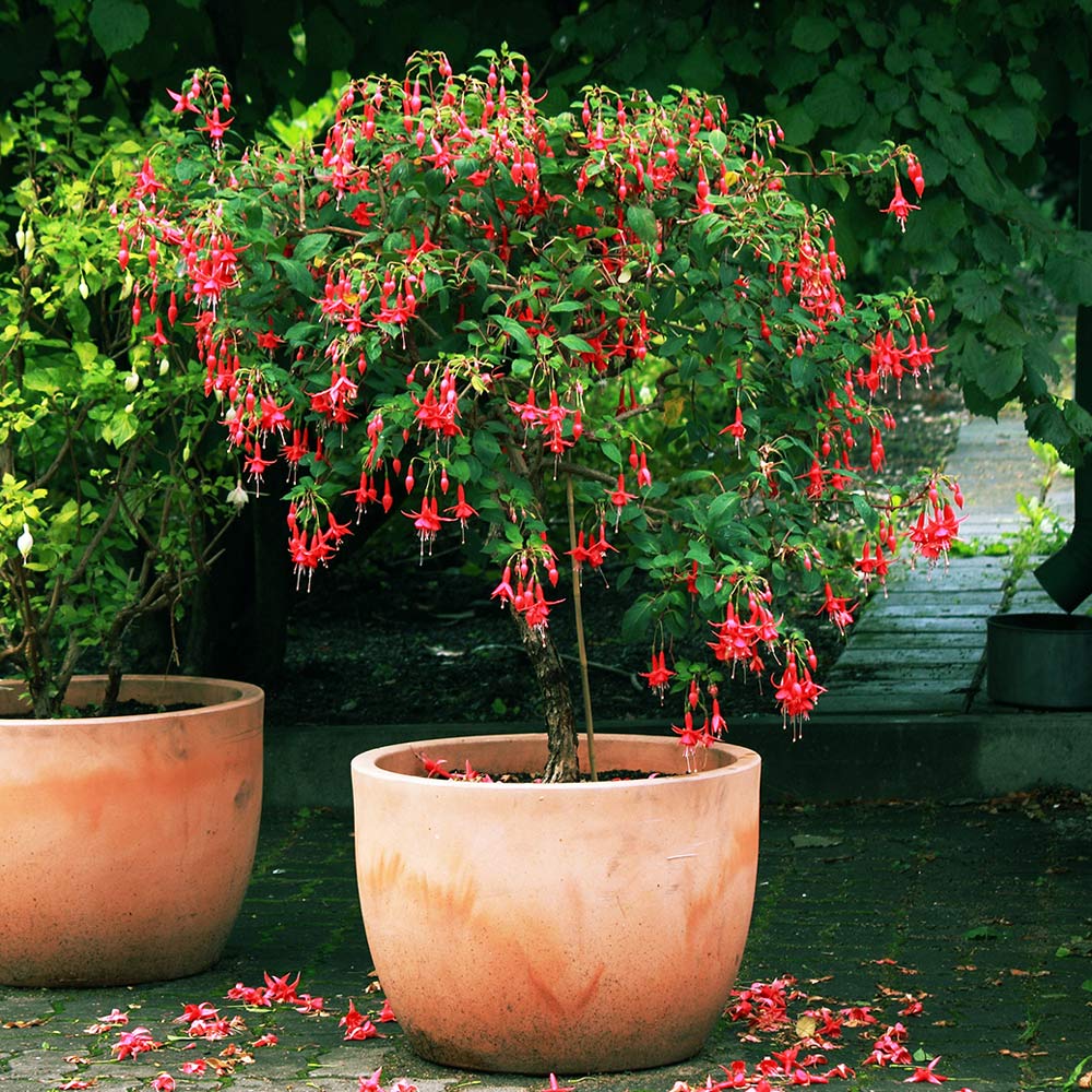 YouGarden Fuchsia Standard Tree Image 2