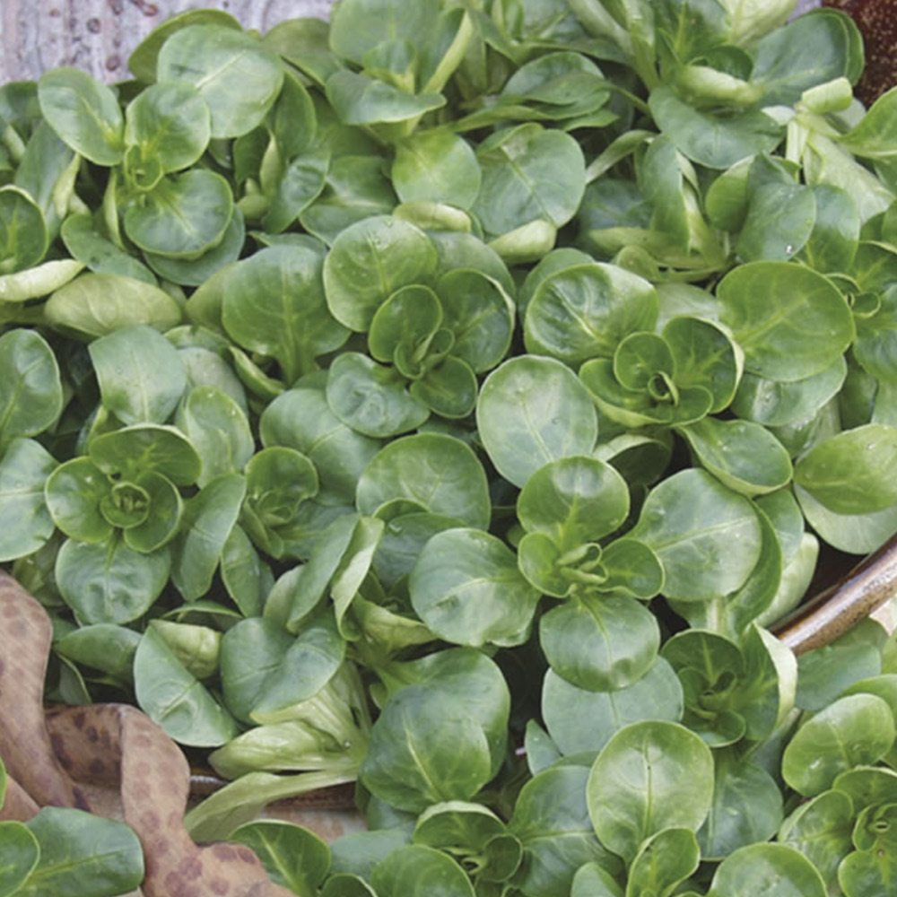 Wilko Lambs Lettuce Valentin Seeds Image 2