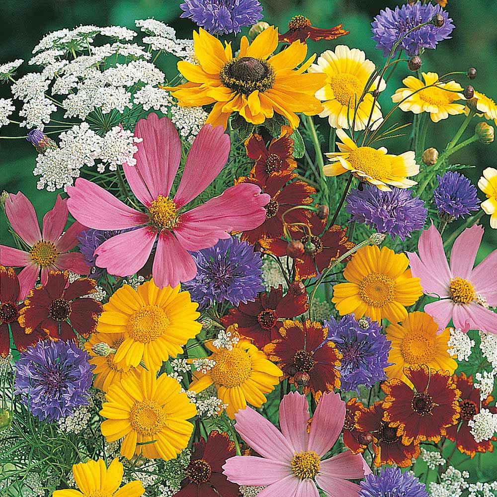 Wilko Bright Flowers for Wildlife Mixed Seeds Image 1
