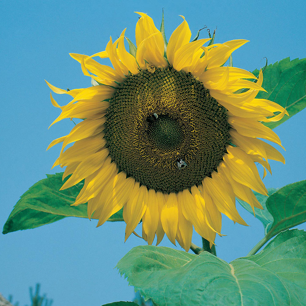 Mr Fothergills Little Gardeners Sunny Giant Sunflowers Seeds Image 1