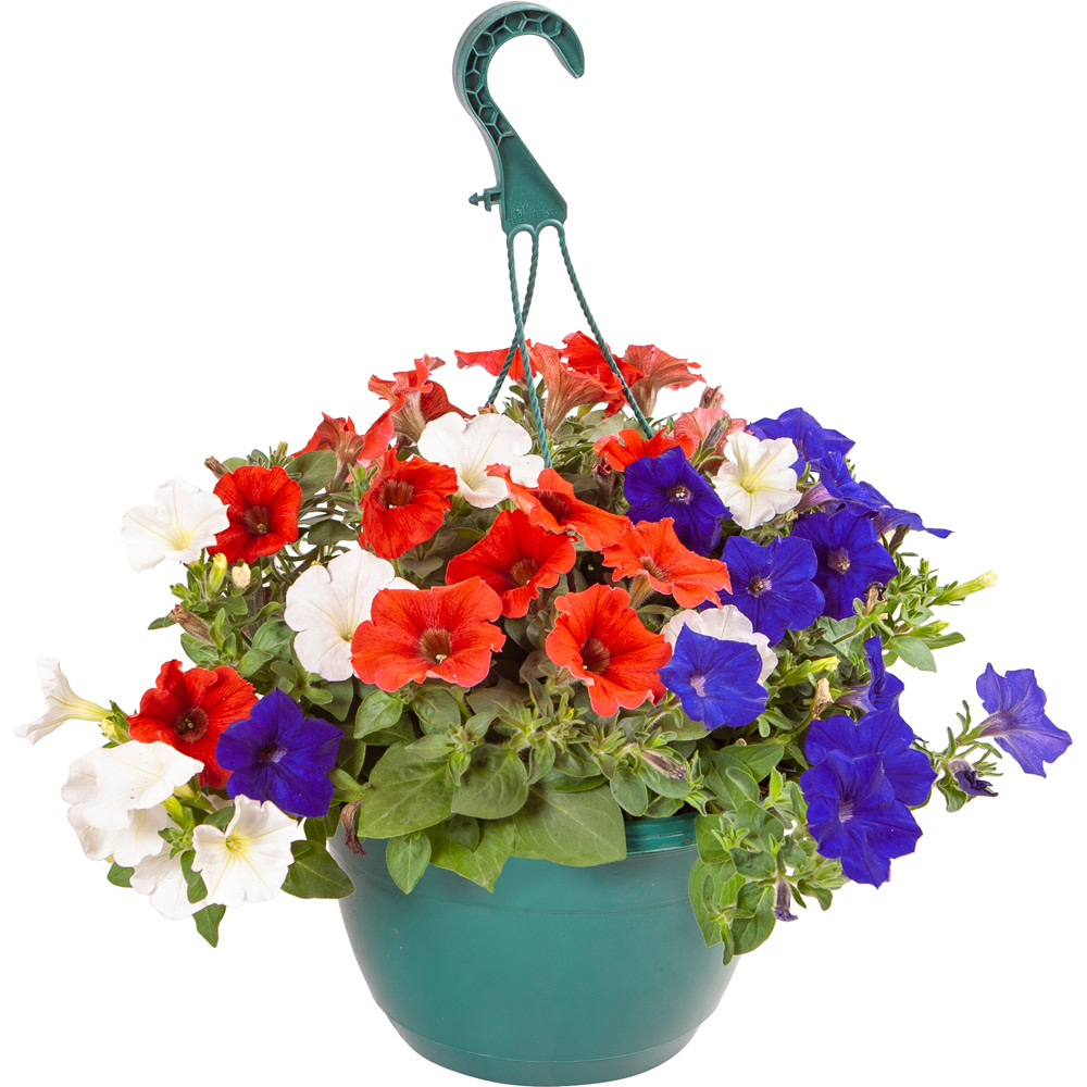 wilko Preplanted Petunia Union Jack Hanging Basket Wilko