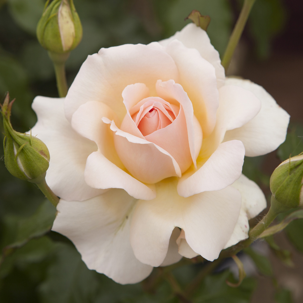 Wilko Chandos Beauty Rose Image 1