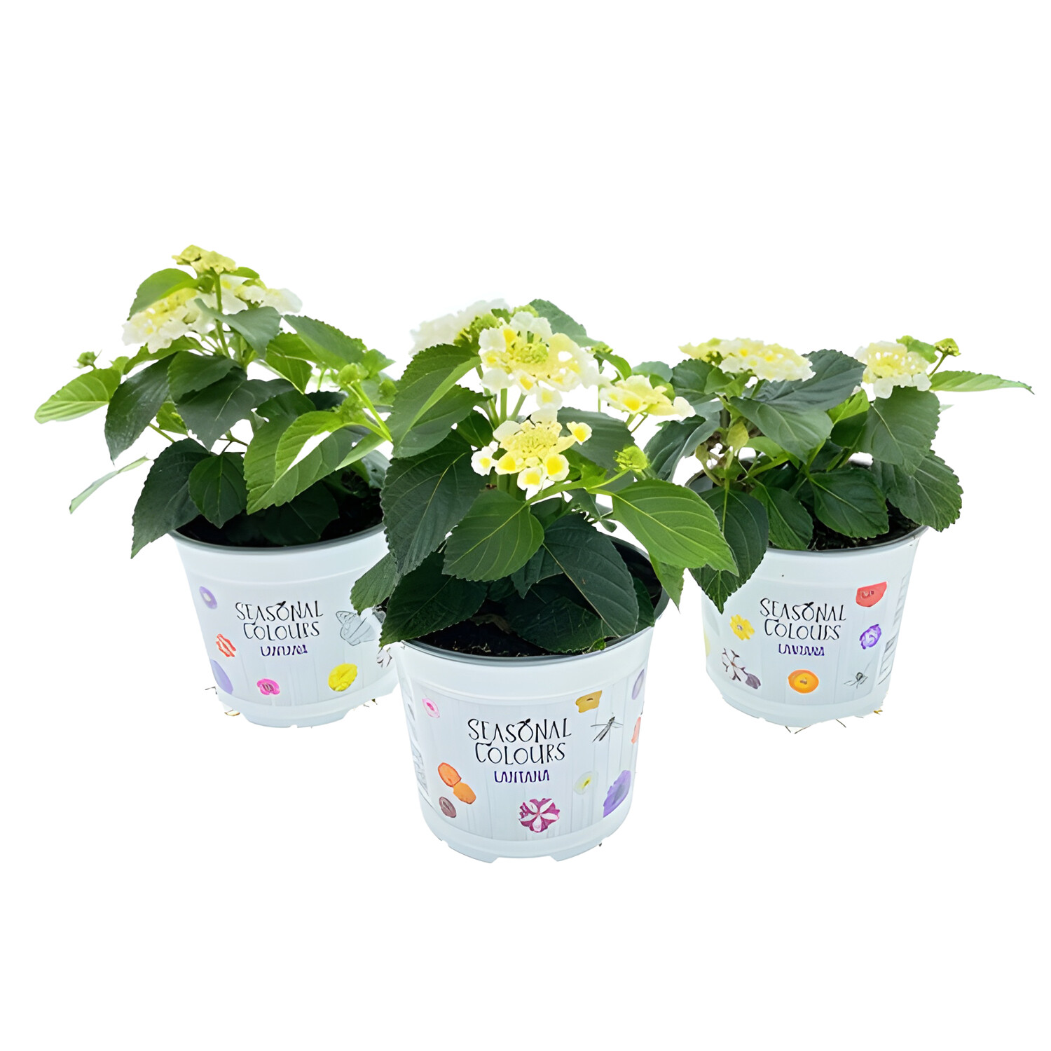 Lantana Seasonal Bedding Image