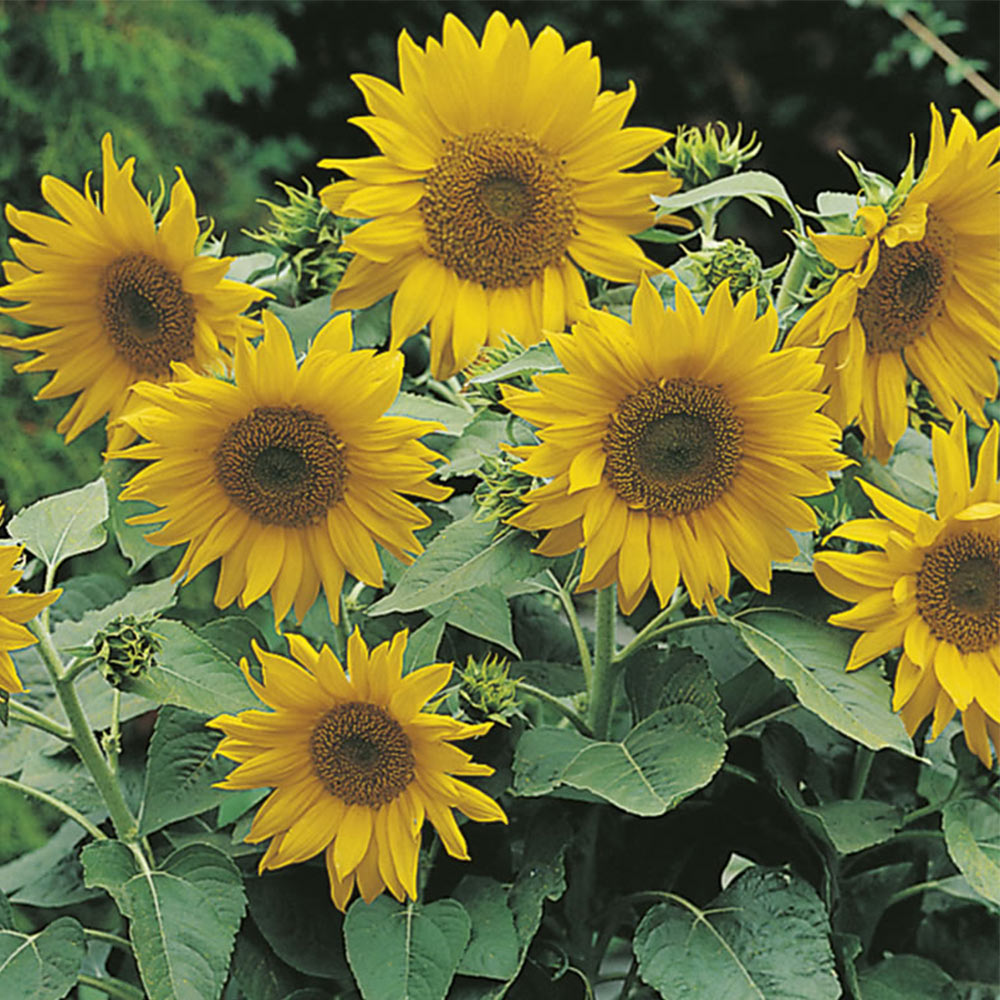Johnsons Sunflower Pacino Gold Seeds Image 2