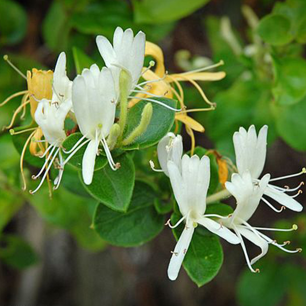 Thompson & Morgan Lonicera Japonica Halls Prolific Potted Plant 3L Image 1