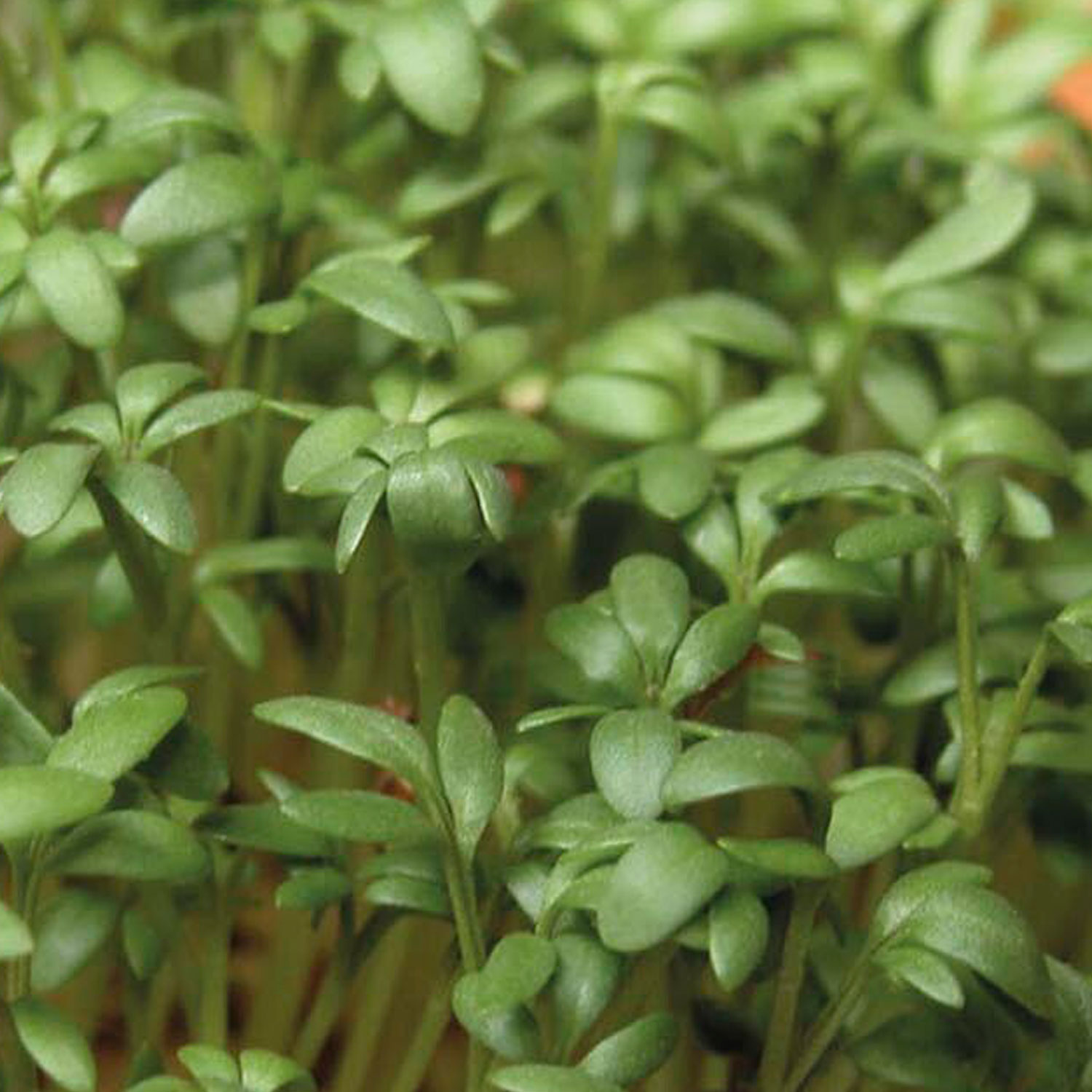 Johnsons Curled Cress Vegetable Seeds Image 1