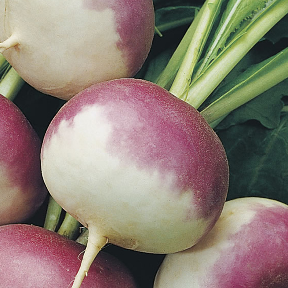 Johnsons Turnip Purple Top Milan Seeds Image 2