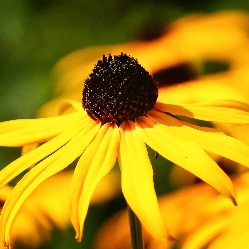 Thompson and Morgan Rudbeckia Goldsturm Potted Plant 1L 3 Pack Image 3