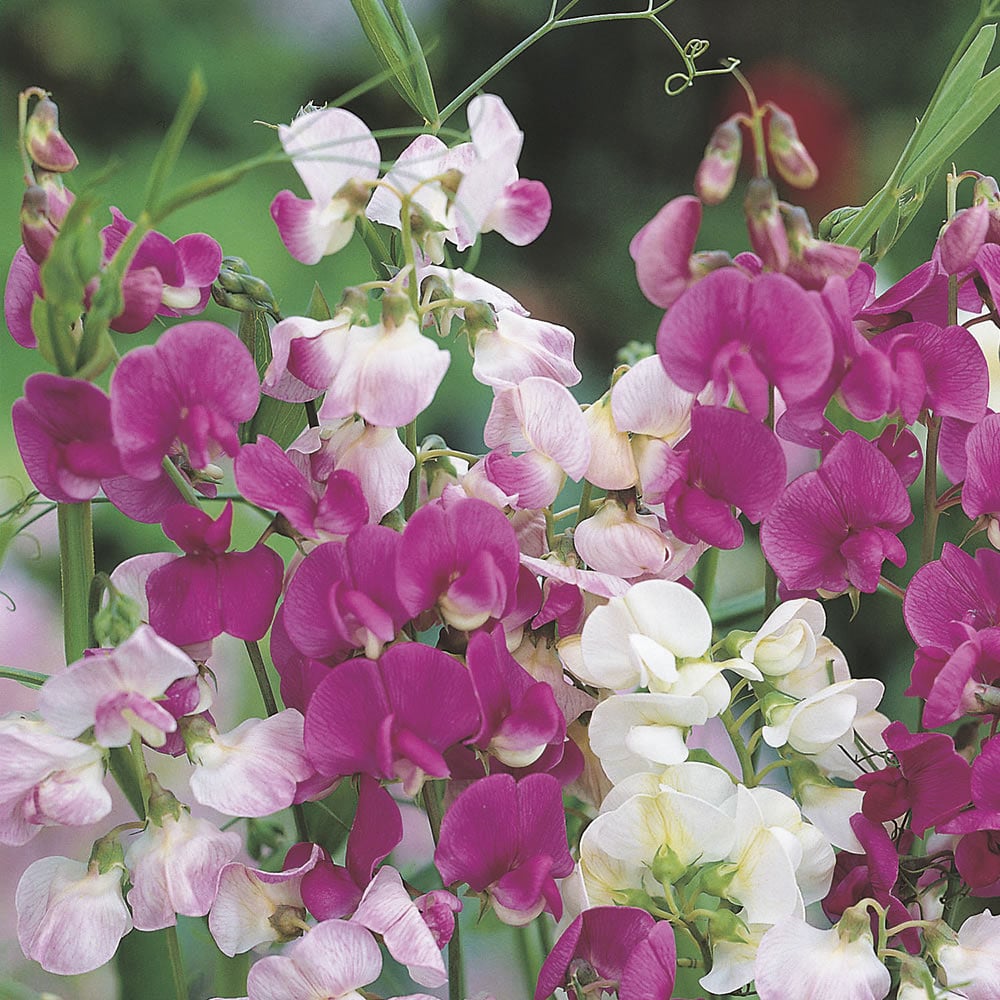 Wilko Sweet Pea Everlasting Mixed Seeds Image 1