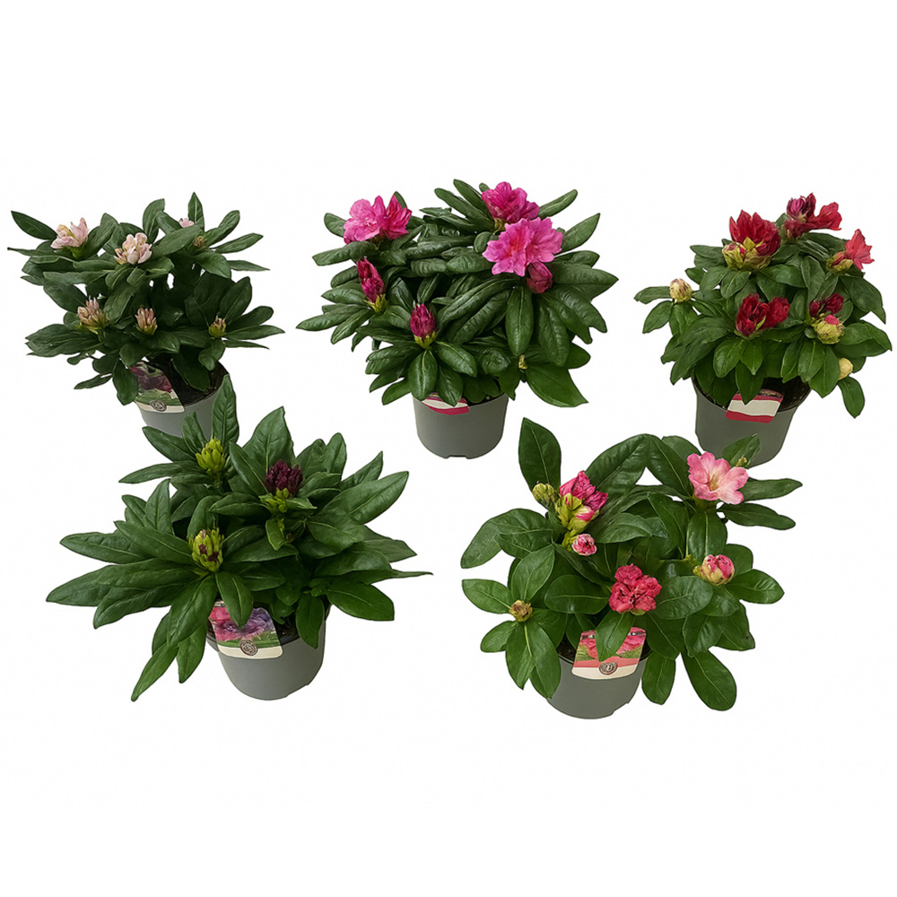 Rhododendron Flowering Plant Image 2