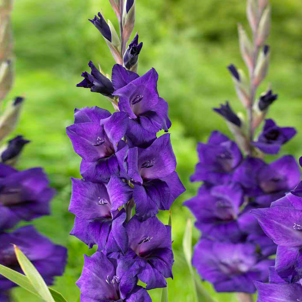 Wilko Spring Bulbs Gladioli Purple Flora 10 Pack Image