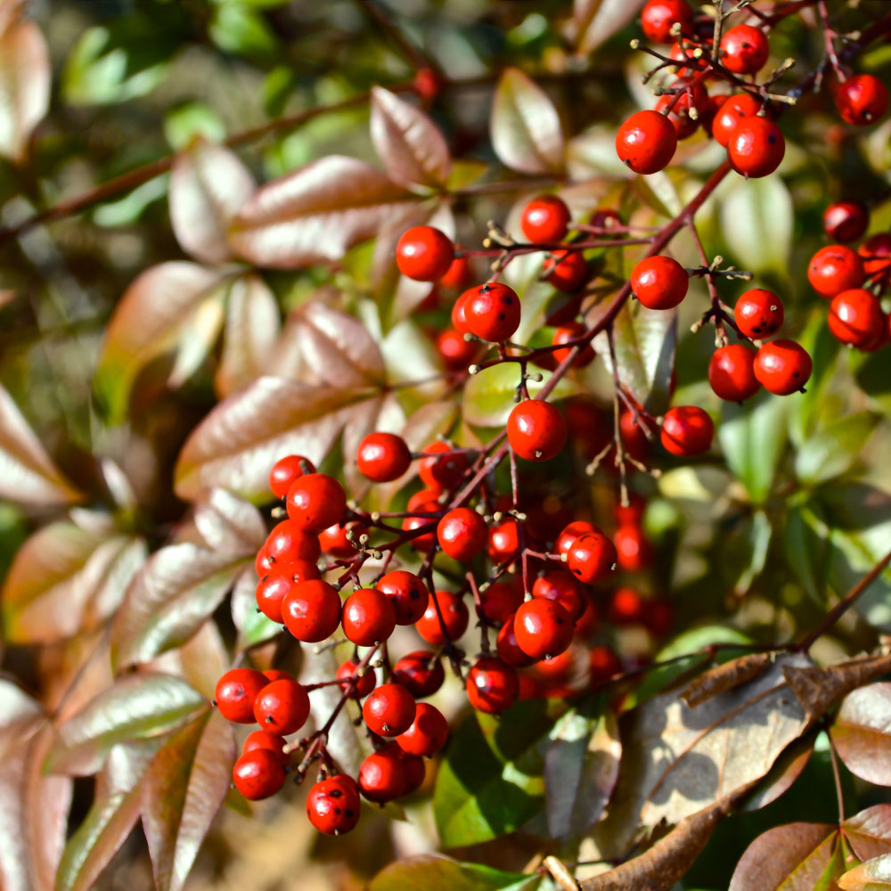 YouGarden Nandina Fire Power 2L Pot Image 4