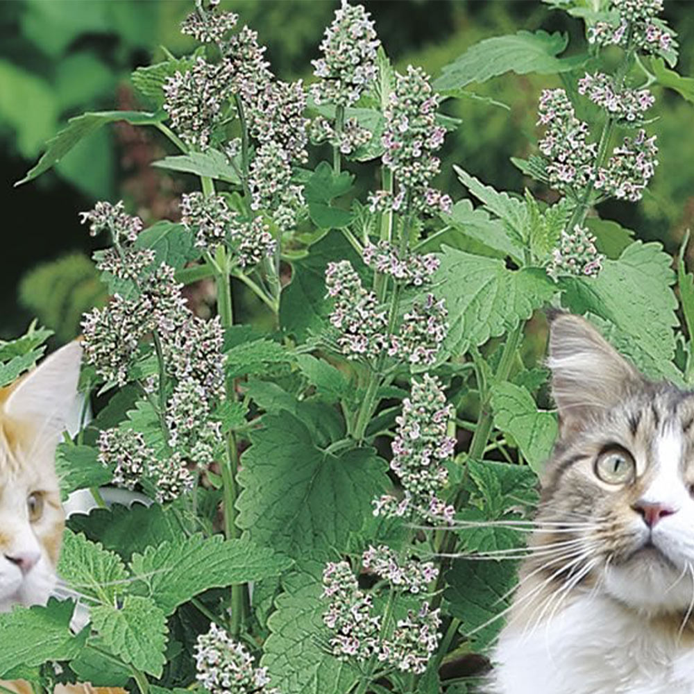 Johnsons Catnip - Catmint Seeds Image 2