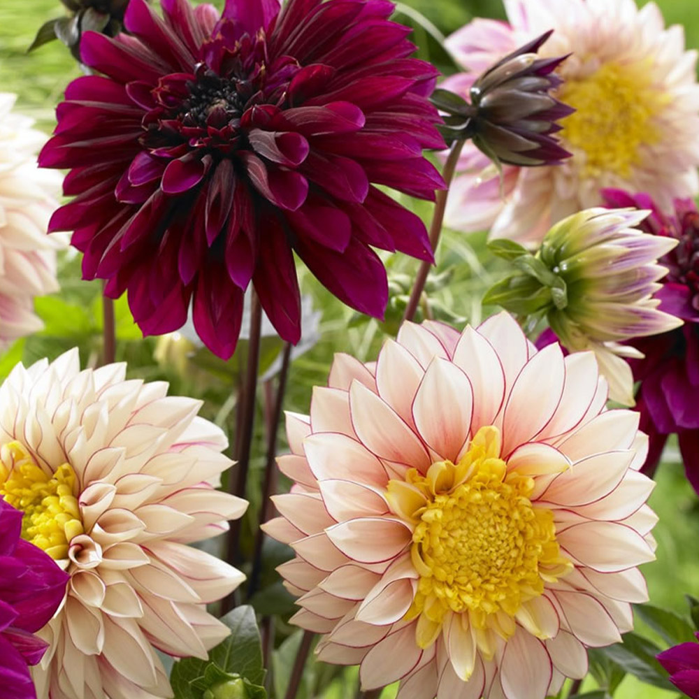 Wilko Dahlia Mix Spring Planting Bulbs 3 Pack Wilko