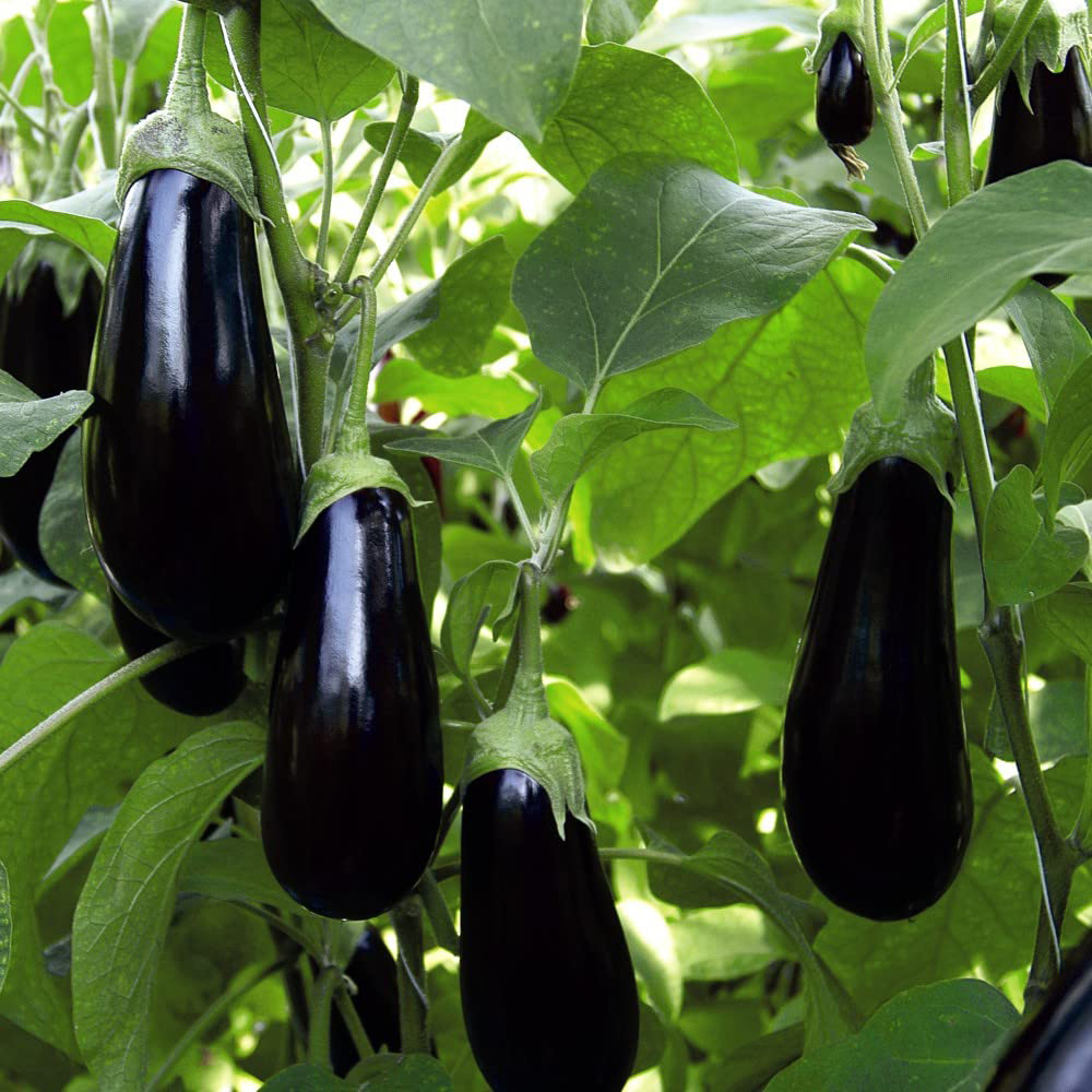 Thompson & Morgan Grow Your Own Grafted Aubergine Scorpio Jumbo Plug Plant 3 Pack Image 1