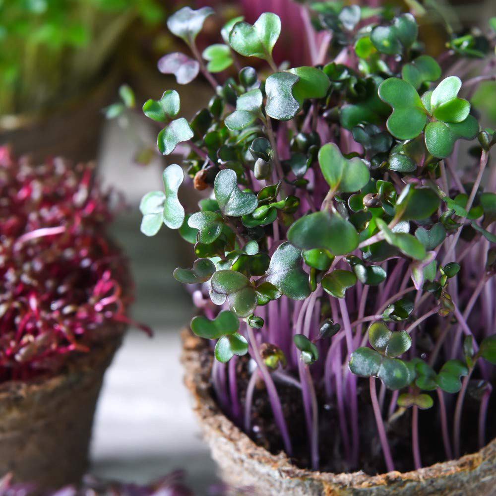 Thompson and Morgan Microgreens Cabbage Red Seeds Image 1