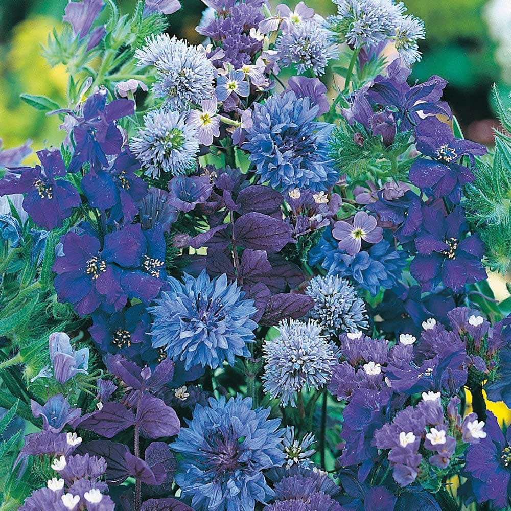 Wilko Blue Flowers for Wildlife Mix Seeds Image 1