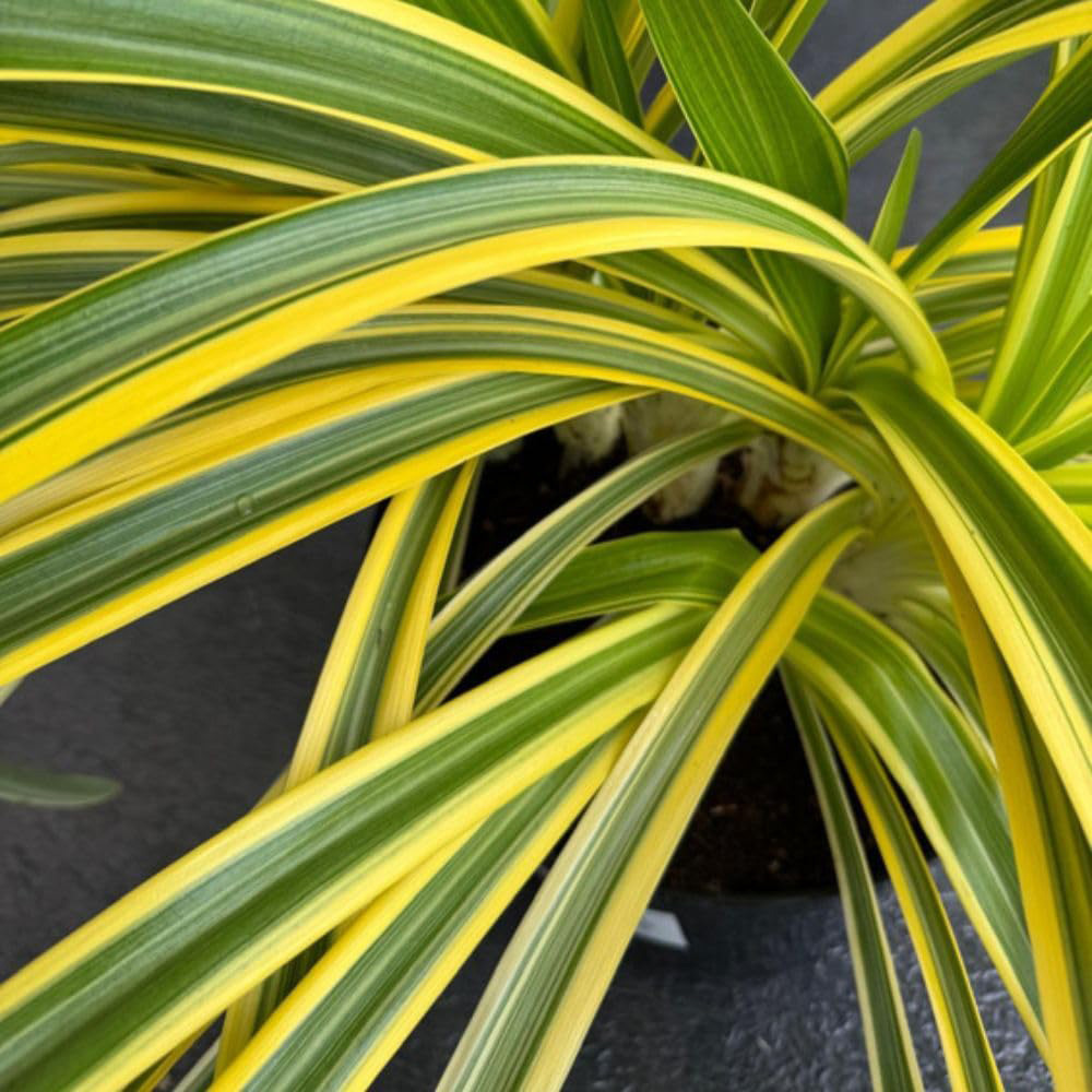 Thompson & Morgan Agapanthus Zambezi Plant Pot 2L 2 Pack Image 3