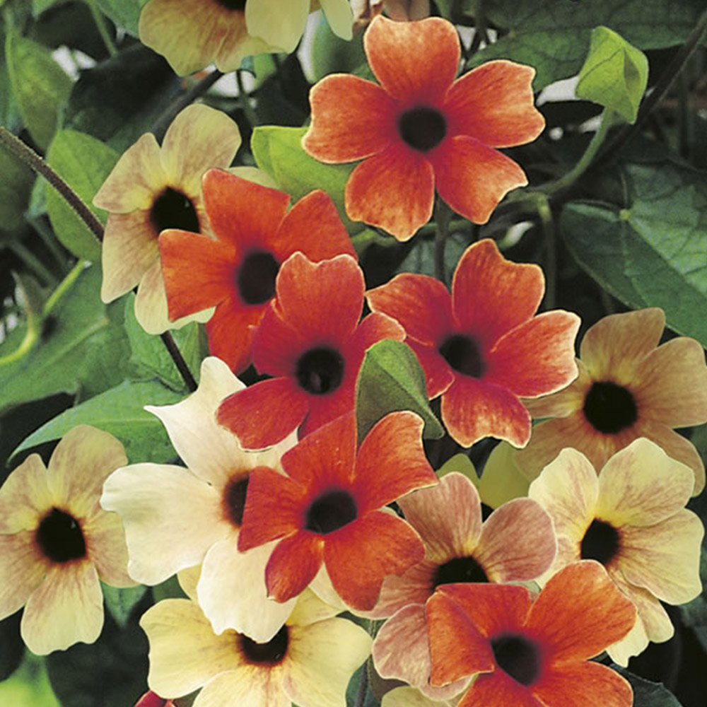 Johnsons Black Eyed Susan Sunset Shades Seeds Image 2