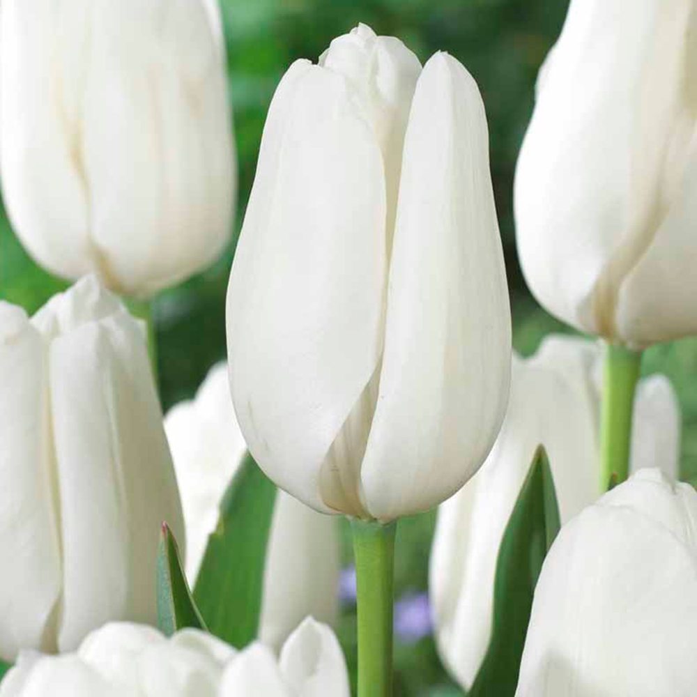 Wilko Tulip White Prince Hakuun 8pk Image 1