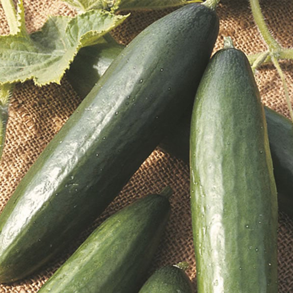 Johnsons Cucumber La Diva Seeds Image 2