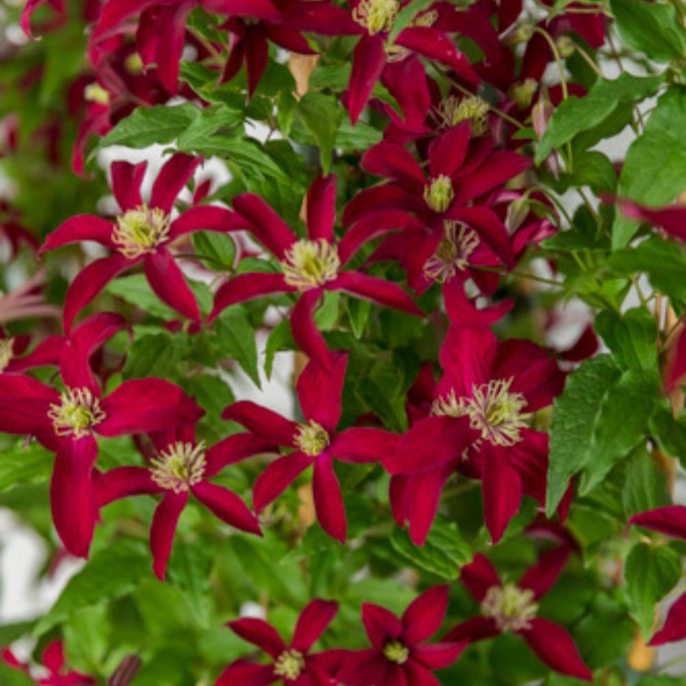 Thompson and Morgan Clematis Glorious Red Plant Pot 7cm Image 2