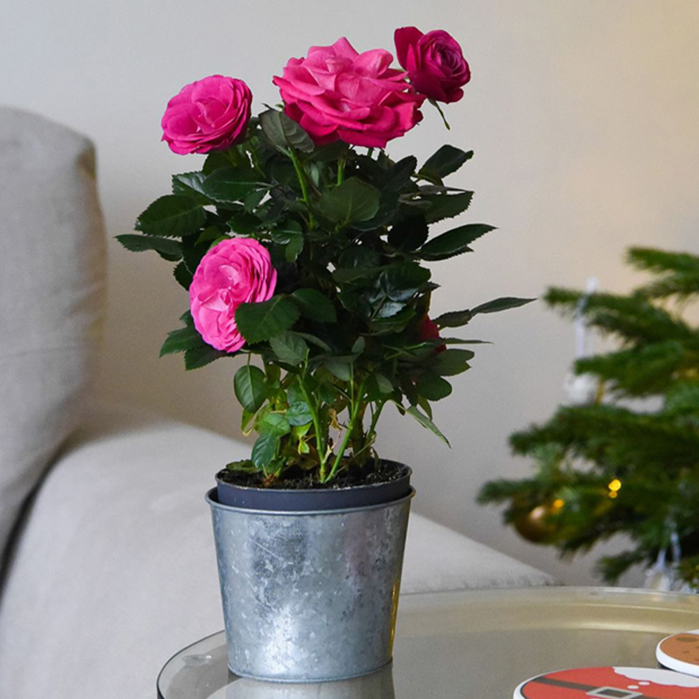 Thompson and Morgan Christmas Gift Scented Rose Deep Pink Plant in Zinc Pot 10.5cm 4 Pack Image 1