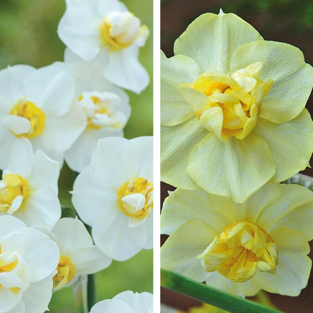 Thompson and Morgan Daffodil Cheerfulness Duo Planting Bulb 64 Pack Image 1