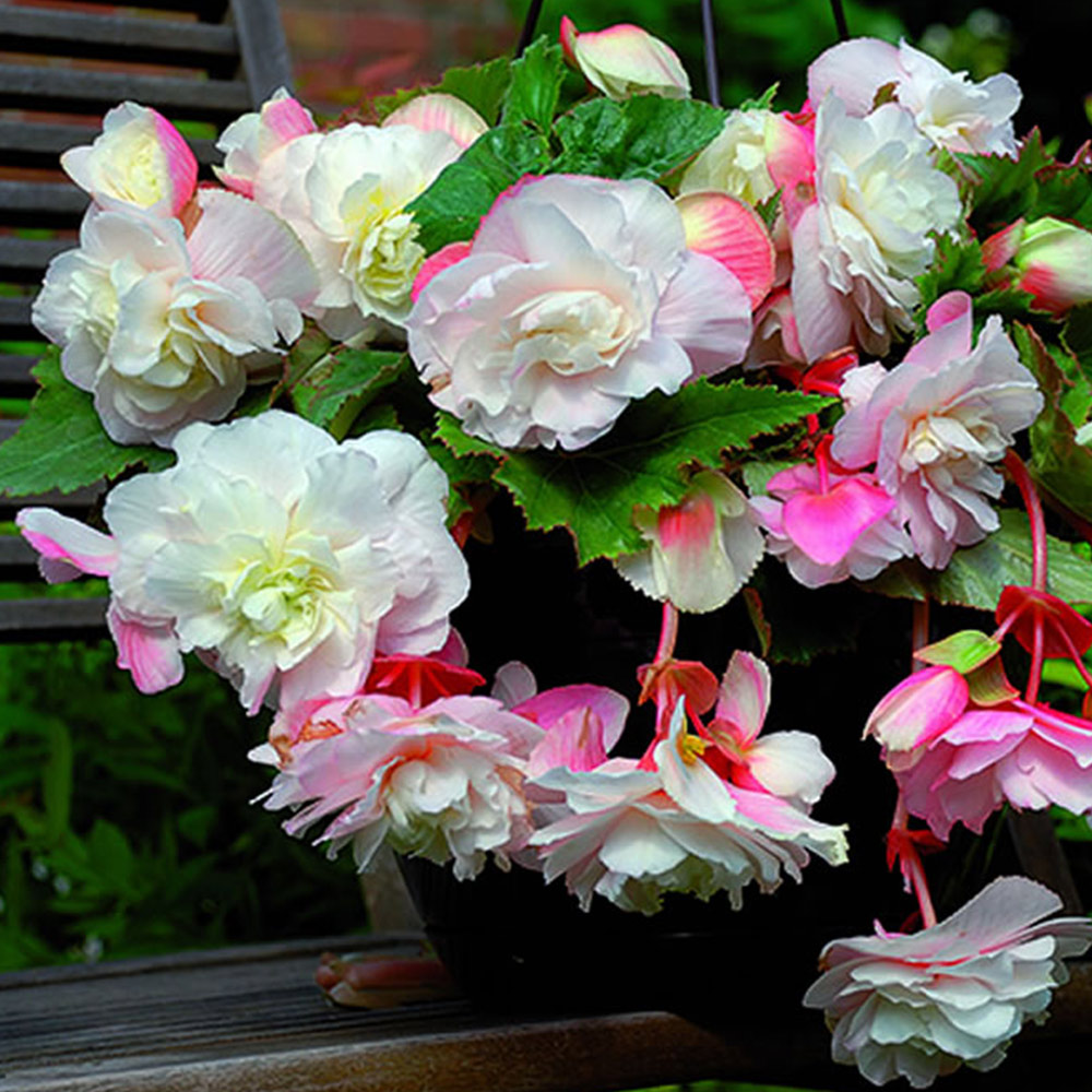 Wilko Begonia Fragrant Angelique Spring Planting Bulbs 2 Pack Image