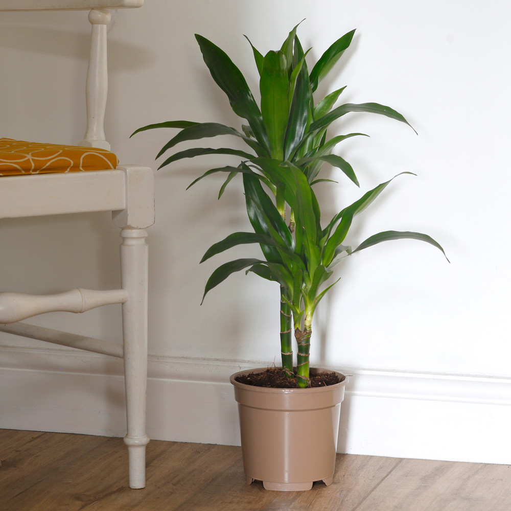 YouGarden Dracaena Deremensis Janet Craig Dragon 2 Stem Plant Pot 17cm Image 1