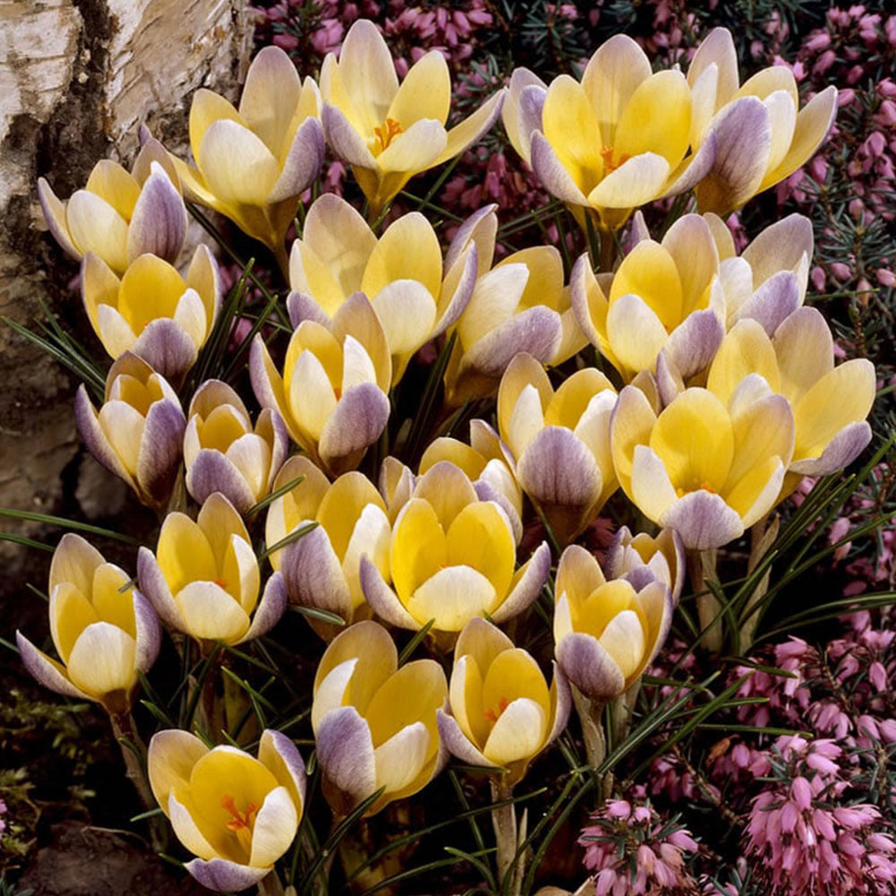 Wilko Bulbs Advance Crocus 12 Pack Image 1