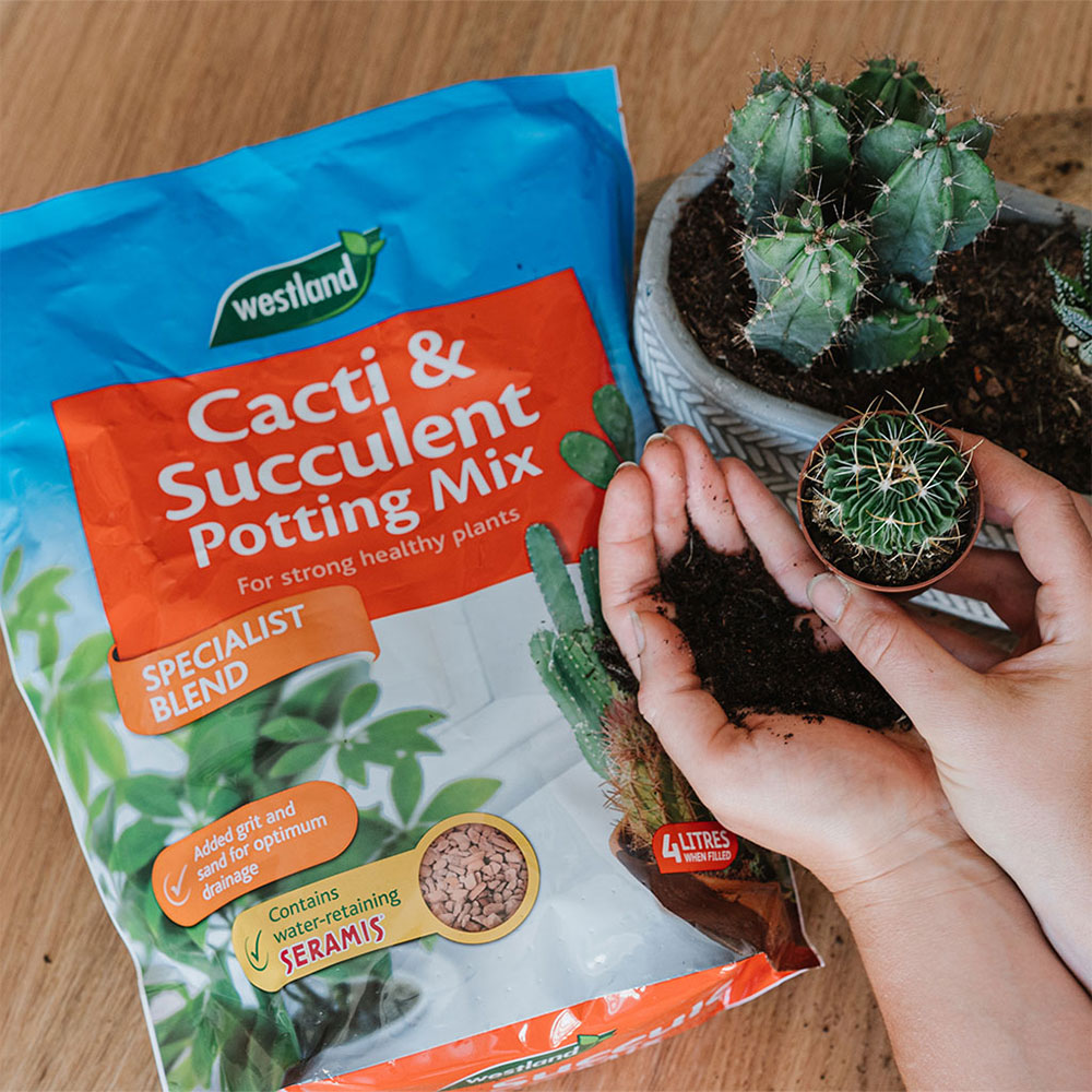 Westland Cacti & Succulent Potting Mix 4L Wilko