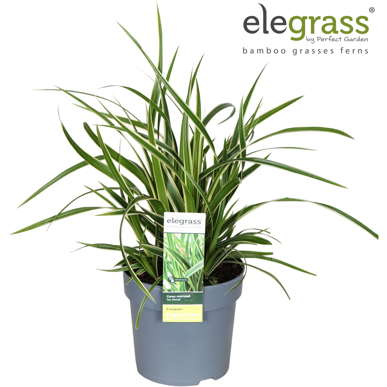 Carex - Morrowii Ice Dance Image