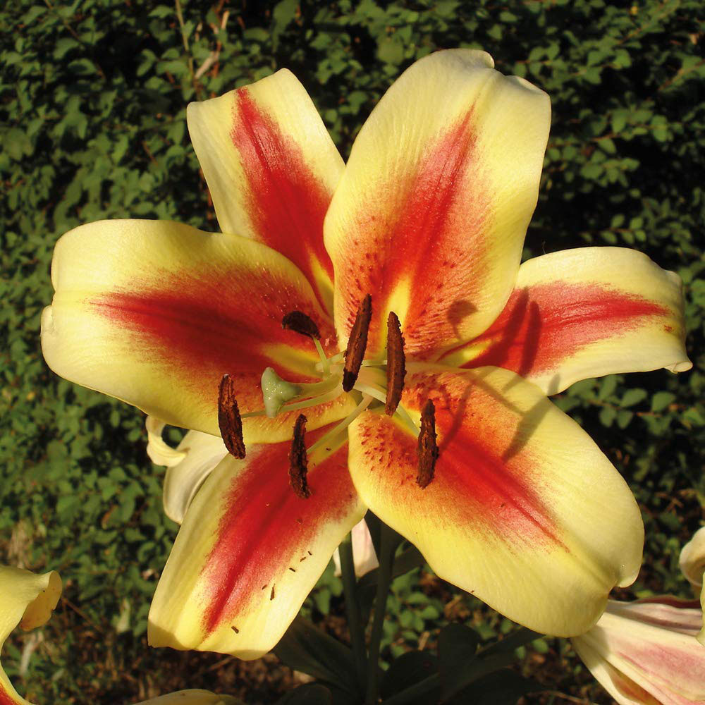 Thompson and Morgan Tree Lily Collection Planting Bulb 9 Pack Image 5