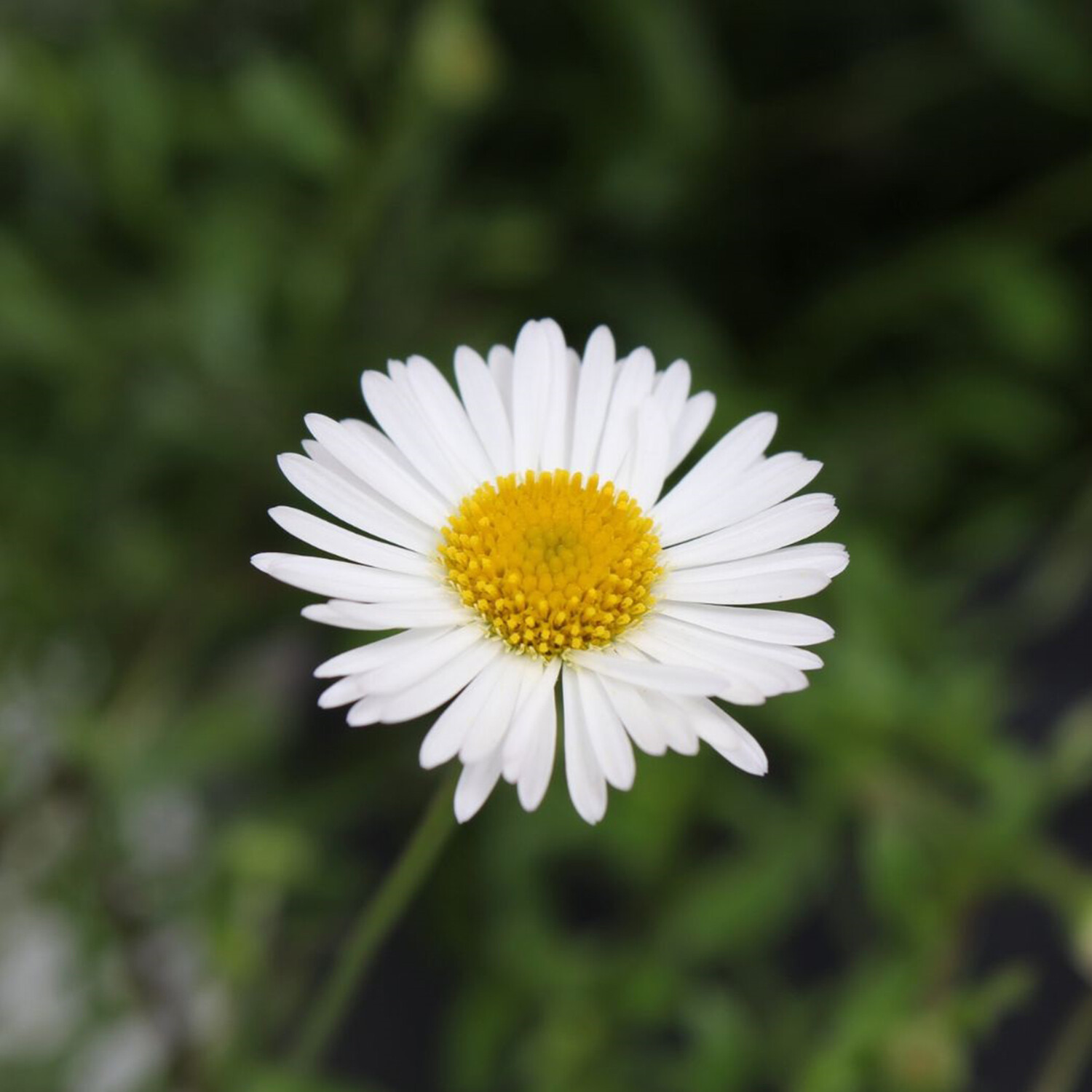 Erigeron Karvin - White Image