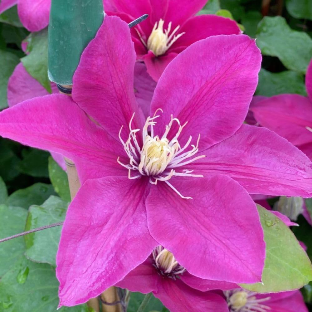 Thompson and Morgan Clematis Bees Jubilee Plant Pot 3L Image 1
