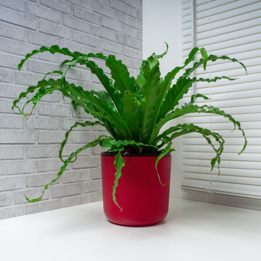 Thompson and Morgan Asplenium Antiquum Osaka Potted Plant 12cm Image