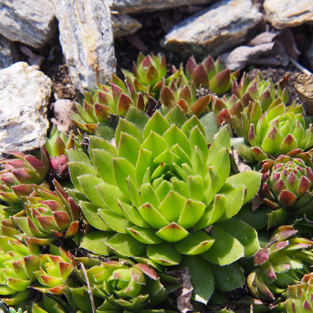 Thompson and Morgan Sempervivum Mixed Plant in Pot 5.5cm 5 Pack Image 7