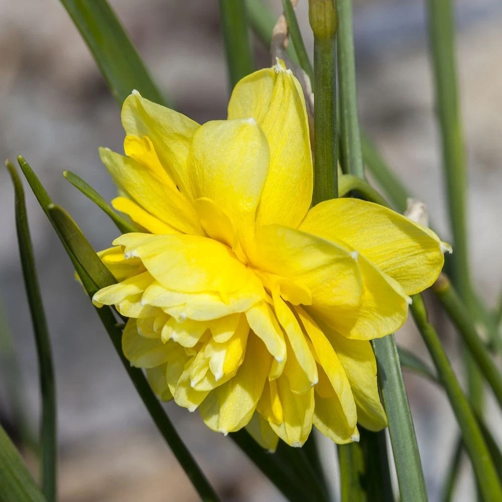 Thompson and Morgan Daffodil Cornish Miniatures Collection Planting Bulb 24 Pack Image 4