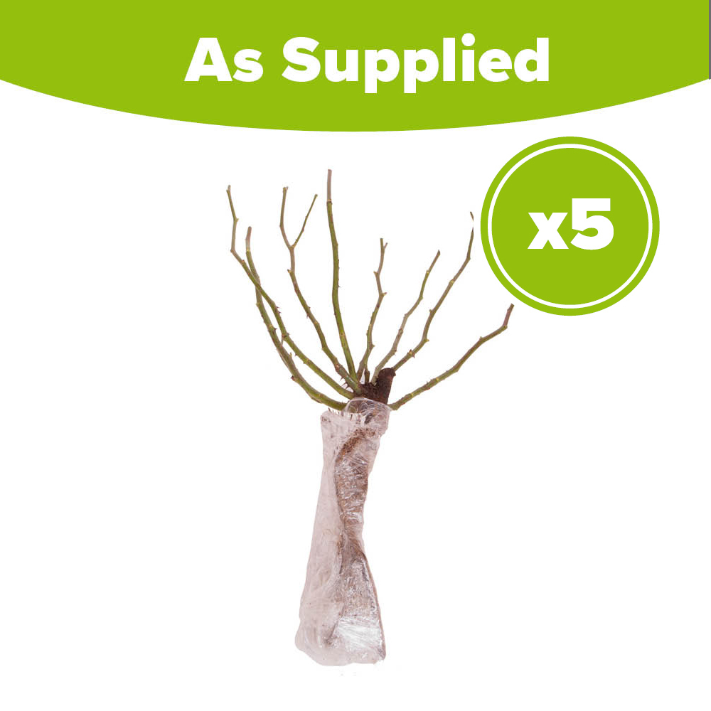YouGarden Rose Garden Glamour Collection Bare Root 5 Pack Image 7
