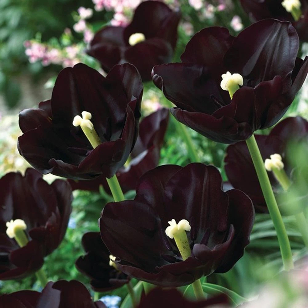 Thompson and Morgan Tulip Paul Scherer Autumn Planting Bulb 8 Pack Image 1