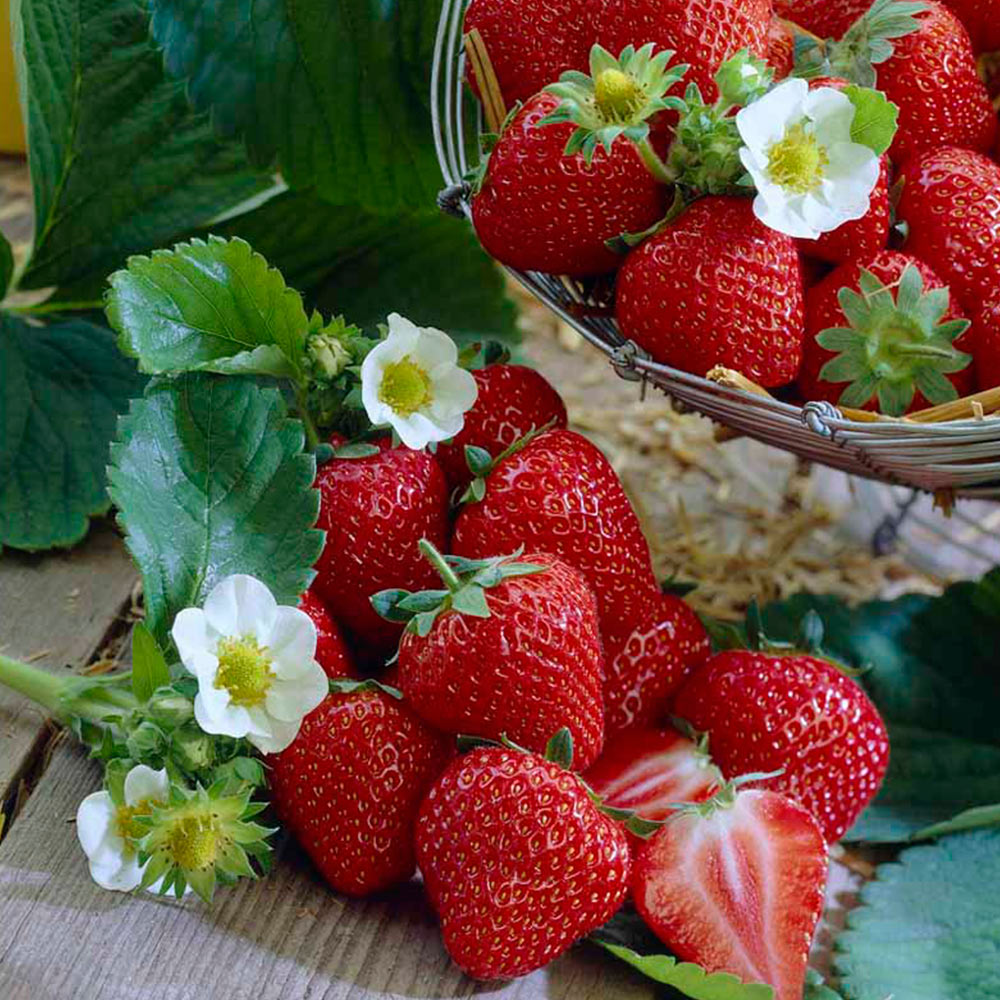 Wilko Strawberry Selva Plants 3 Pack Image