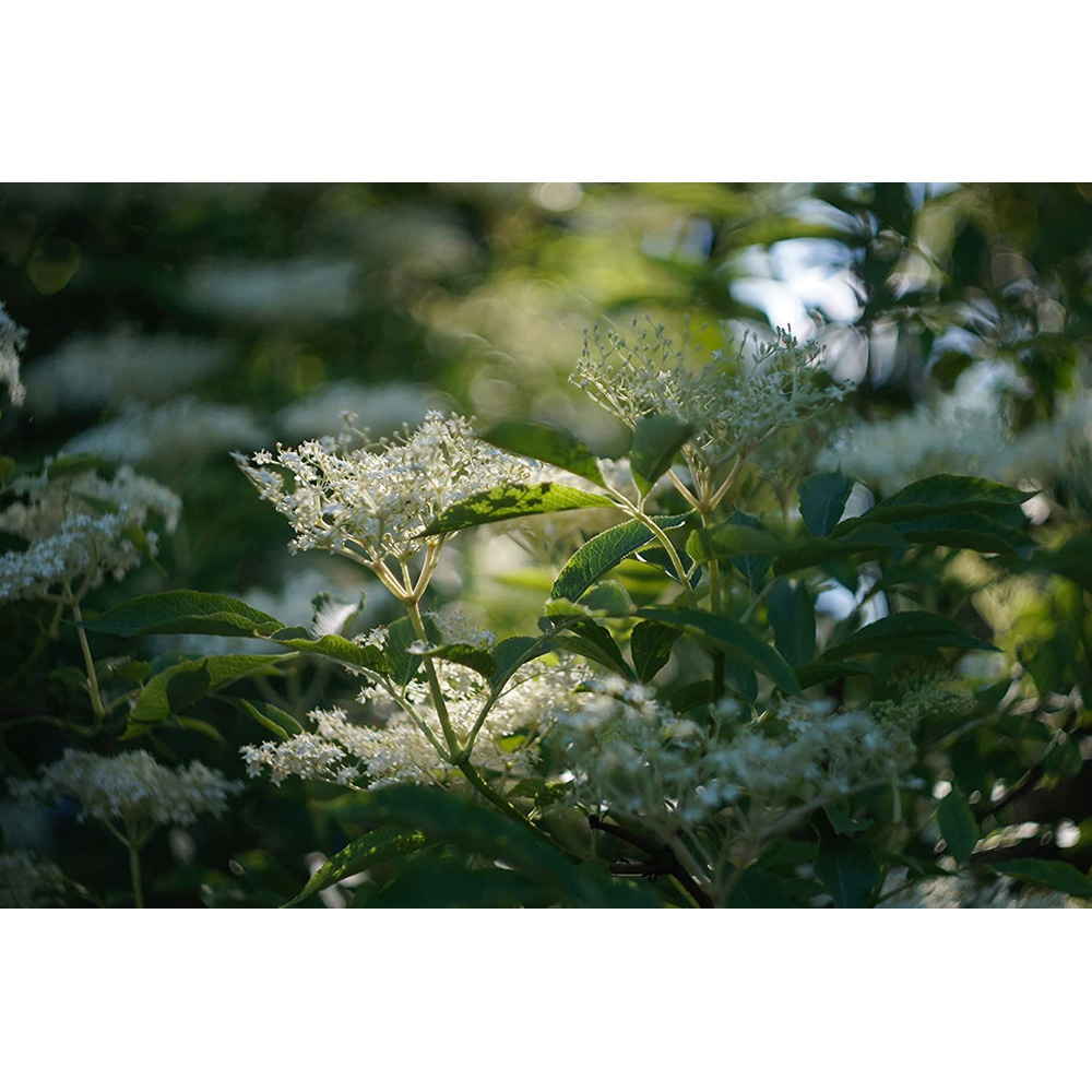 Inspirational Gifting Elder Bare Root Hedge Plant Sapling 2-3ft 10 Pack Image 2