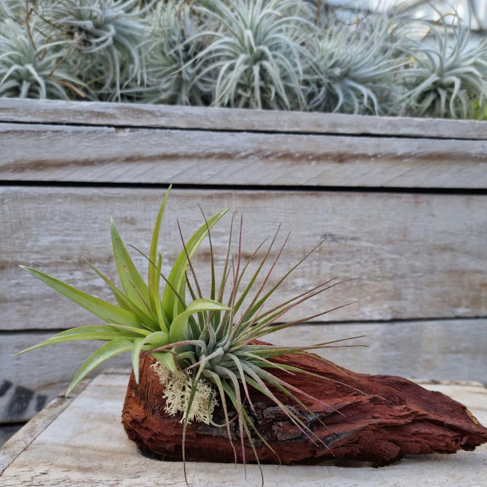 Thompson & Morgan Air Plant Tillandsia on Wooden Log 2 Pack Image 4